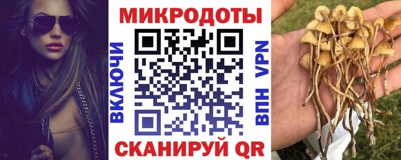 Галлюциногенные грибы Psilocybine cubensis  Беломорск 
